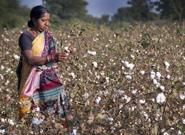 印度把棉花低价卖给中国,又高价买回去,其中有什么猫腻吗?
